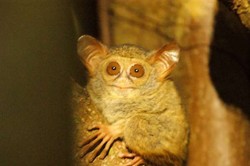 Primata Terkecil Sedunia dan 5 Hewan Lucu di Tangkoko