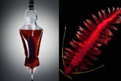 Ilmuwan Rumania Ciptakan Darah dari Air, Garam dan Protein Cacing Laut