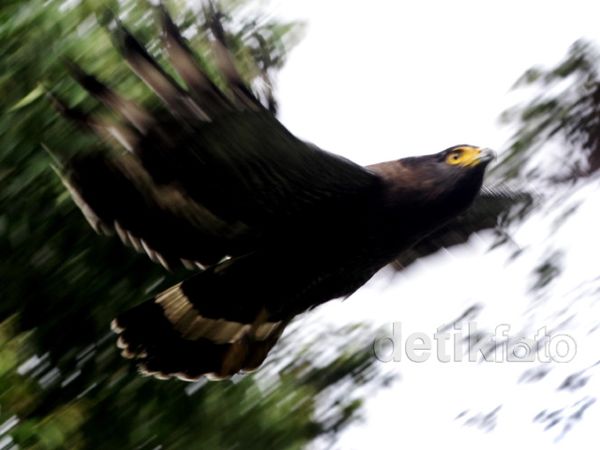 Pelepasan Elang Langka