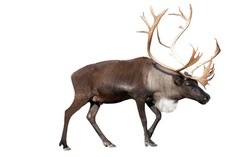 Sambut Natal, Supermarket Jerman Jual Daging Rusa Kutub