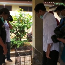 Jokowi Jenguk Monyet-monyet Hasil Razia Topeng Monyet