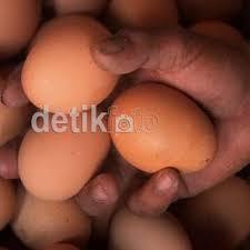 Pedagang di Kalimantan Mampu Jual 12 Ton Telur Per Minggu