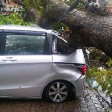 Bruakk! Pohon Tumbang Timpa Dua Mobil
