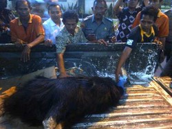 Ganjar Minta 4 Burung Langka di Rumah Dinasnya Dilepas ke Alam Liar