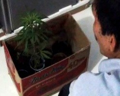 Walah, ada Napi Berkebun Ganja dalam Lapas Bone
