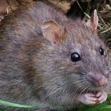 Tragis! Bayi 1 Tahun di Yaman Tewas Digerogoti Tikus Raksasa