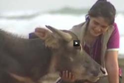 Nikmat Mincau Ala Simeuleue