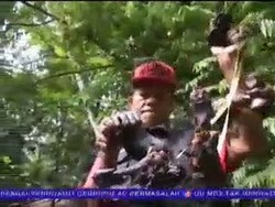 Pembantaian Orangutan, Pemerintah dan Badan Terkait Diam Saja