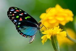 Orang-orang Berpenyakit Langka yang Kulitnya Serapuh Sayap Kupu-kupu