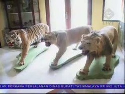 Pembunuh Sepasang Singa dan Seekor Harimau Belum Terungkap
