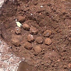 Tengah Asyik Menggali, Karta Temukan 11 Granat di Ciumbuleuit