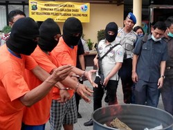 Polres Pelabuhan Musnahkan 132 Kg Ganja yang Diselundupkan dari Aceh