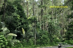 Membelah Hutan Menuju Danau Toba