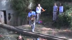 Begini Cara Mengajar Anak Harimau Berenang