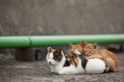 Miaaww! 5 Tempat Ini Dikuasai Kucing