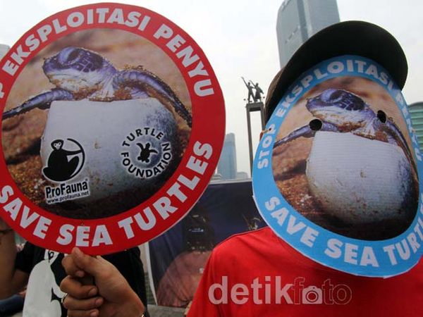 Aksi Pelestarian Penyu