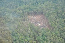 Ini Dia Rimba Belantara di Kaltara, Lokasi Jatuhnya Heli MI-17