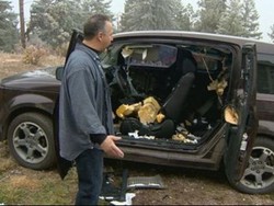 Parkir Sembarangan, Mobil Diamuk Beruang