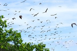 Bikini, Kalong & Pesona Riung 17