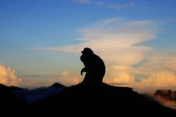 Siluet Monyet Rinjani