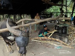 Manisan Tebu, Buah Tangan yang Manis Dari Aceh