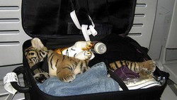 Aneka Cara Penyelundupan Hewan Paling Aneh di Bandara