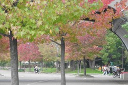 Unik! Gunung Terpendek di Jepang Ada di Kota Sakai