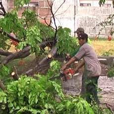 Hujan Disertai Angin Kencang Landa Surabaya, Beberapa Pohon Tumbang