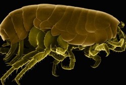 Astaga! Perempuan Ini Biarkan Kutu Hidup di Kakinya Selama 2 Bulan