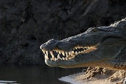 Main Golf di Meksiko, Turis Dicaplok Buaya