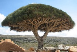 Pulau Socotra Seperti di Planet Lain