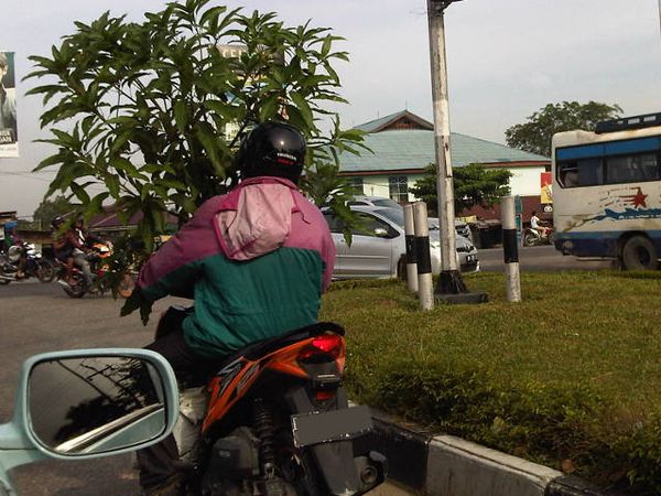 Pengendara Motor Bawa Pohon Mangga