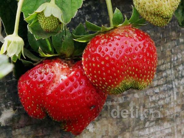 Kota Batu, Juga Kota Strawberry