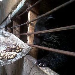 Produk Asli RI, Kopi Luwak Jangan Dibiarkan Jadi Korban Perang Dagang Produk Asli RI, Kopi Luwak Jangan Dibiarkan Jadi Korban Perang Dagang