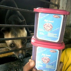 Jangan Sampai Kopi Luwak RI Diklaim Negara Tetangga