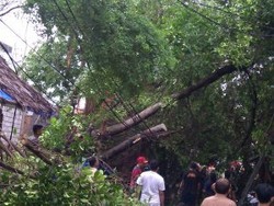 Terjebak Dalam Warung yang Tertimpa Pohon, Warga Kebon Jeruk Meninggal