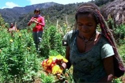 Bunga Abadi Desa Doligame