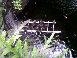 Pelihara Kodok, Jokowi: Kung Kong! Suaranya Bikin Rileks