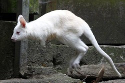 Kanguru Albino Langka Muncul di Taman Nasional Canberra