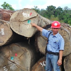 Krisis Ekonomi Global Tekan Industri Kayu Indonesia