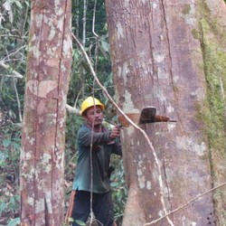Perusahaan Kayu Tak Bisa Sembarang Tebang Pohon Meski Sudah Berizin