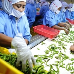 Perusahaan Patungan 2 BUMN Ini Rutin Ekspor Edamame ke Jepang