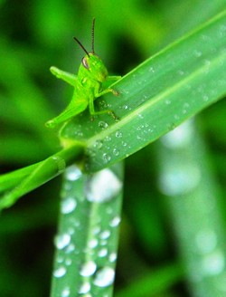 Indahnya Setelah Hujan Reda