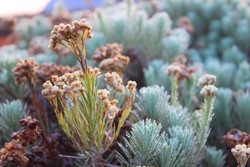 Anaphalis javanica ( Edelweiss )