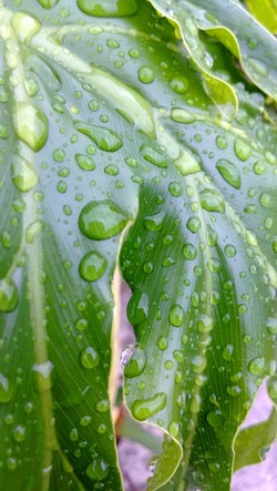 Daun Basah