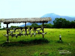 Bersafari Nggak Usah ke Afrika, ke Baluran Saja!