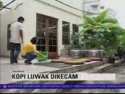 Kopi Luwak Dituding Langgar Hak Satwa