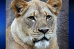 Ngeri! Singa Bunuh Singa di Depan Pengunjung Bonbin di AS