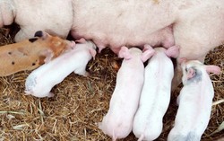 Mengapa Susu Babi Tak Dimanfaatkan seperti Susu Sapi?