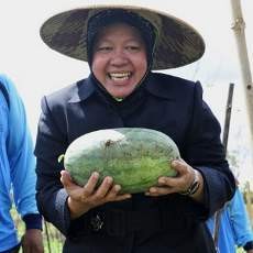 Inilah Bentuk Semangka Inul yang Dipuji Walikota Risma